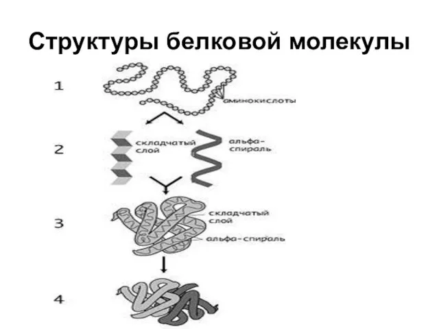 Структуры белковой молекулы