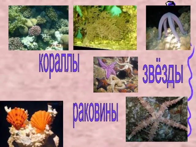 кораллы звёзды раковины