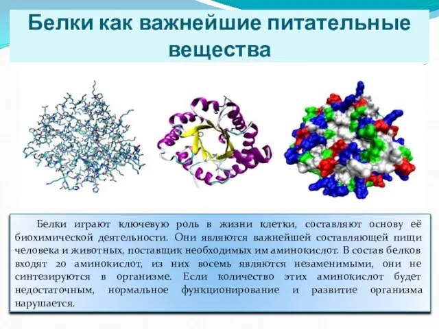 Белки как важнейшие питательные вещества Белки играют ключевую роль в жизни клетки,