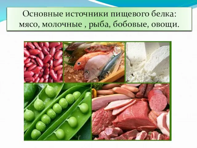 Основные источники пищевого белка: мясо, молочные , рыба, бобовые, овощи.