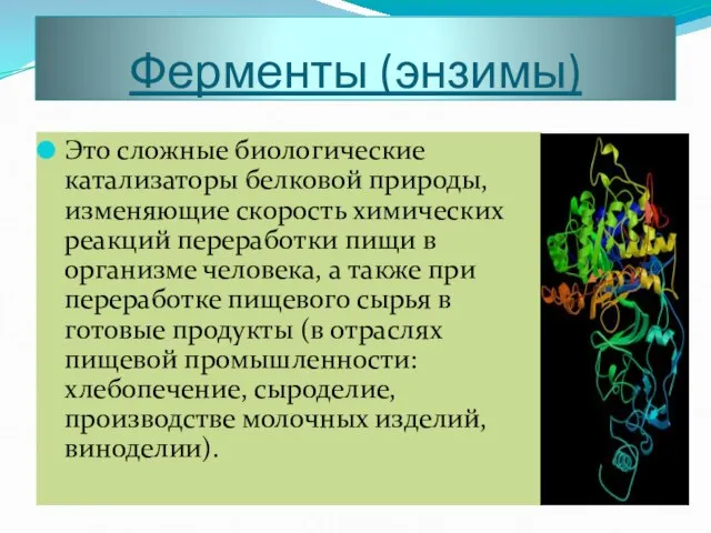 Ферменты (энзимы) Это сложные биологические катализаторы белковой природы, изменяющие скорость химических реакций