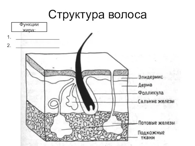 Структура волоса Функции жира: ________________ ________________