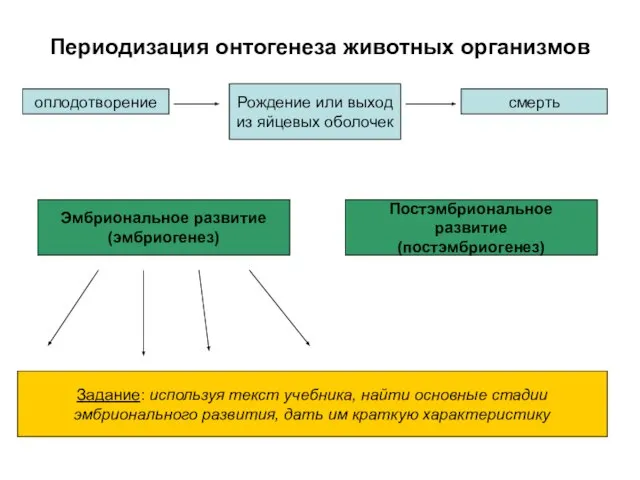 Периодизация онтогенеза животных организмов оплодотворение Рождение или выход из яйцевых оболочек смерть