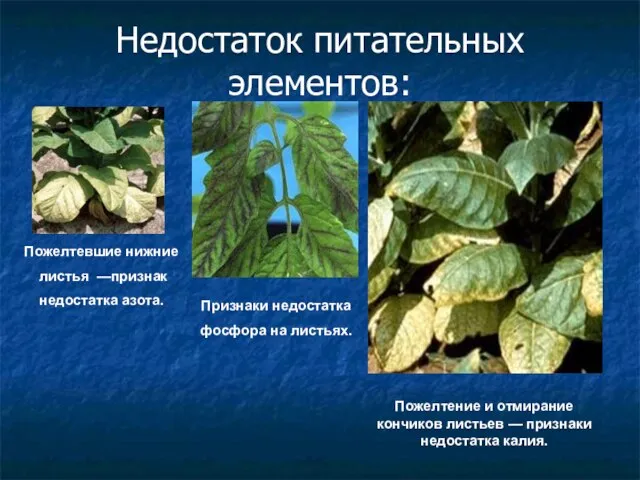 Недостаток питательных элементов: Пожелтевшие нижние листья —признак недостатка азота. Признаки недостатка фосфора