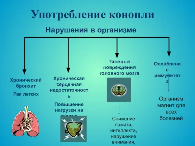 Употребление конопли Хронический бронхит Рак легких Хроническая сердечная недостаточность Повышение нагрузки на