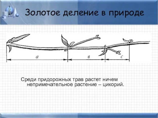 Золотое деление в природе Среди придорожных трав растет ничем непримечательное растение – цикорий.