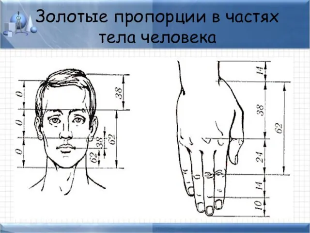 Золотые пропорции в частях тела человека