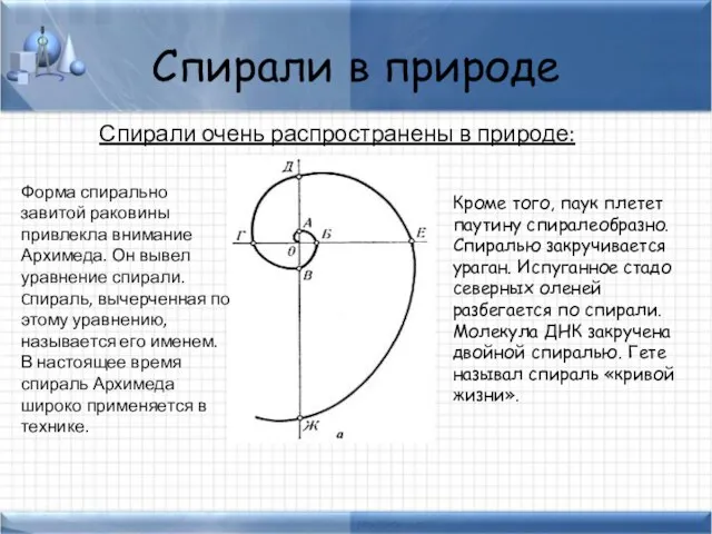 Спирали в природе Спирали очень распространены в природе: Форма спирально завитой раковины