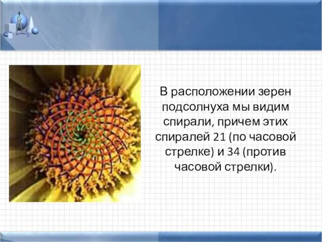 В расположении зерен подсолнуха мы видим спирали, причем этих спиралей 21 (по