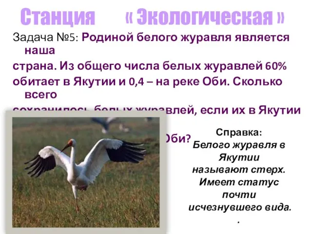 Станция « Экологическая » Задача №5: Родиной белого журавля является наша страна.