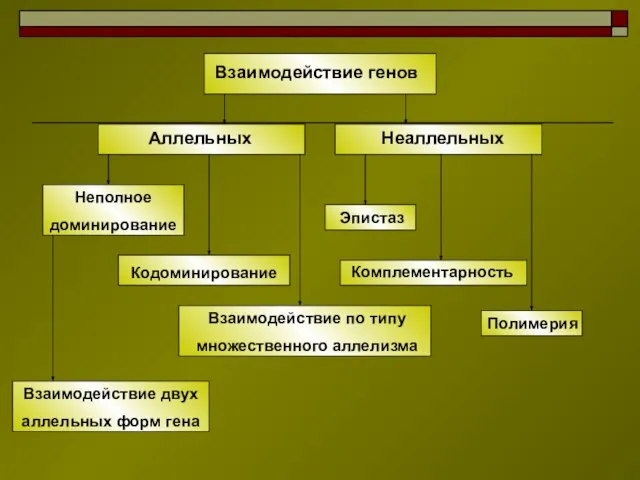 Взаимодействие генов Аллельных Неаллельных Эпистаз Комплементарность Полимерия Неполное доминирование Кодоминирование Взаимодействие двух