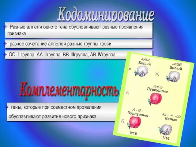 Кодоминирование Разные аллели одного гена обусловливают разные проявления признака разное сочетание аллелей-разные