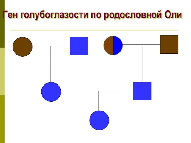 Ген голубоглазости по родословной Оли