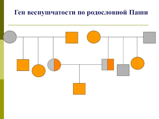 Ген веснушчатости по родословной Паши