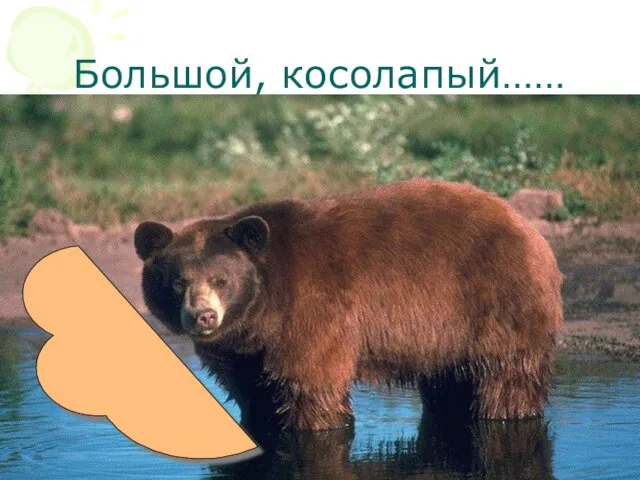 Большой, косолапый……