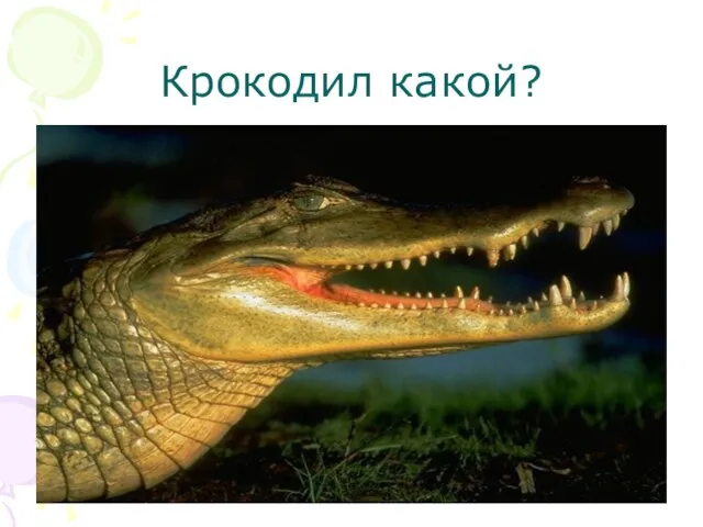 Крокодил какой?