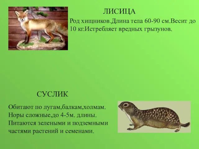 ЛИСИЦА Род хищников.Длина тела 60-90 см.Весит до 10 кг.Истребляет вредных грызунов. СУСЛИК