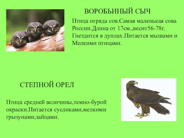 ВОРОБЬИНЫЙ СЫЧ Птица отряда сов.Самая маленькая сова России.Длина от 17см.,весит56-78г. Гнездится в