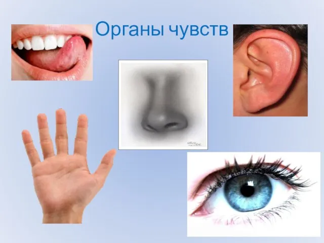 Органы чувств