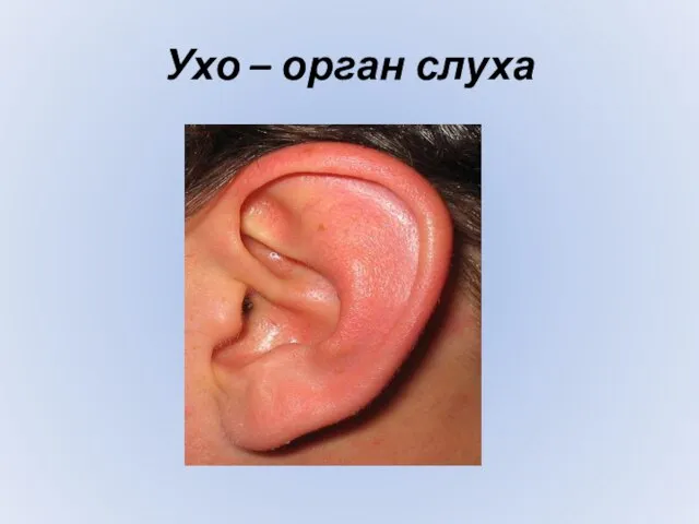 Ухо – орган слуха