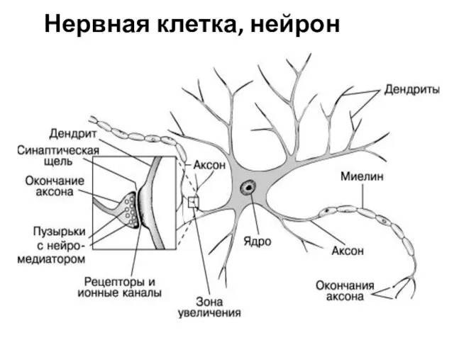 Нервная клетка, нейрон