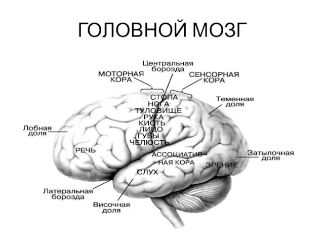 ГОЛОВНОЙ МОЗГ