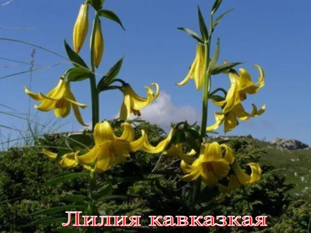 Лилия кавказкая