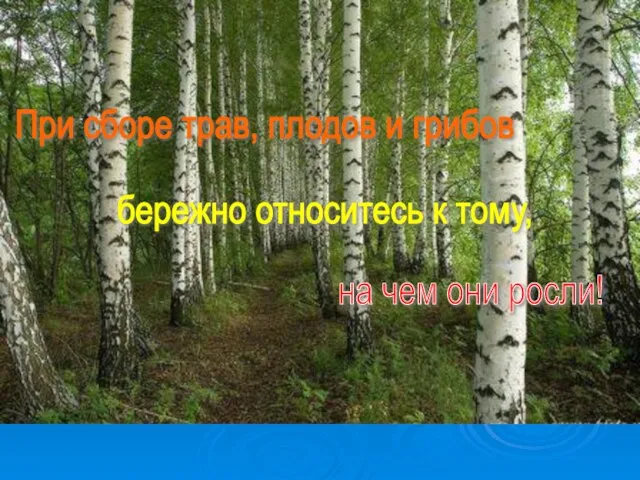 При сборе трав, плодов и грибов бережно относитесь к тому, на чем они росли!