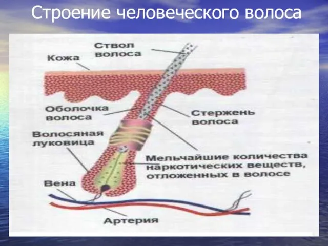 Строение человеческого волоса