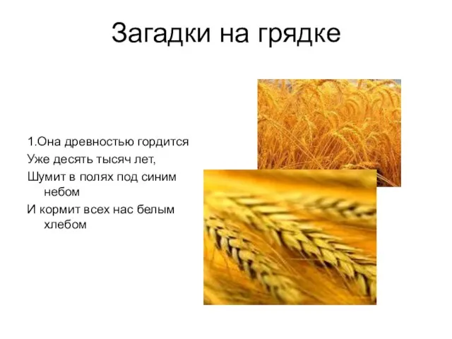 Загадки на грядке 1.Она древностью гордится Уже десять тысяч лет, Шумит в