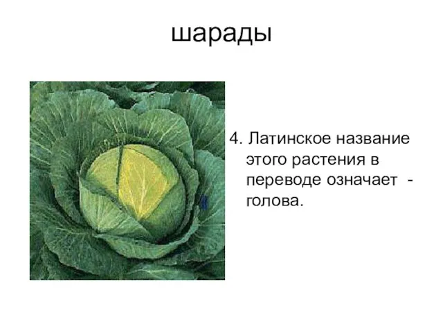 шарады 4. Латинское название этого растения в переводе означает - голова.