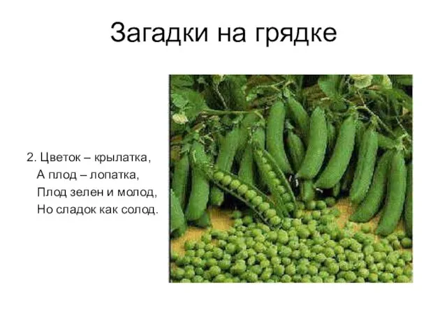 Загадки на грядке 2. Цветок – крылатка, А плод – лопатка, Плод