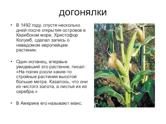 догонялки В 1492 году, спустя несколько дней после открытия островов в Карибском