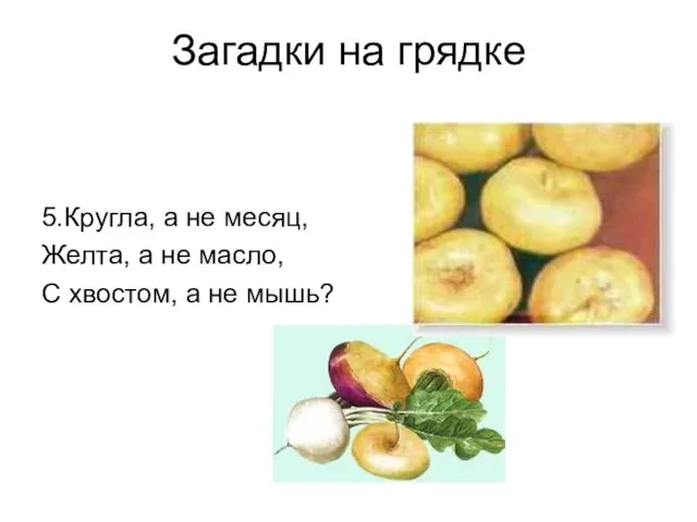 Загадки на грядке 5.Кругла, а не месяц, Желта, а не масло, С хвостом, а не мышь?