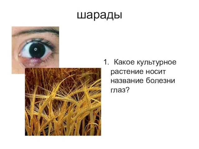 шарады 1. Какое культурное растение носит название болезни глаз?