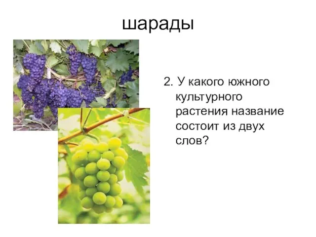 шарады 2. У какого южного культурного растения название состоит из двух слов?