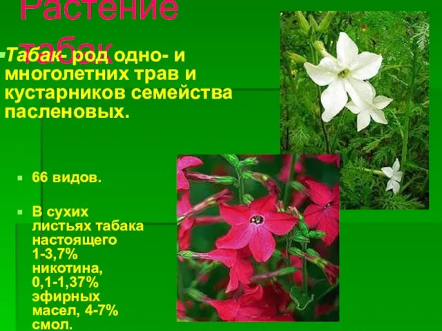 Растение табак 66 видов. В сухих листьях табака настоящего 1-3,7% никотина, 0,1-1,37%