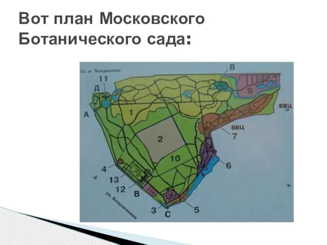 Вот план Московского Ботанического сада: