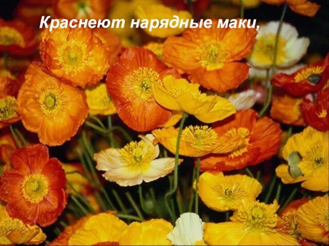 Краснеют нарядные маки,