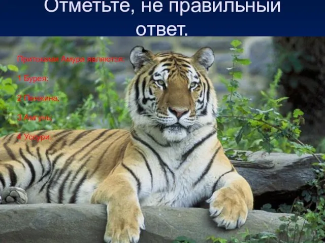 Отметьте, не правильный ответ. Притоками Амура являются: 1 Бурея; 2 Пенжина; 3 Амгунь; 4 Уссури.