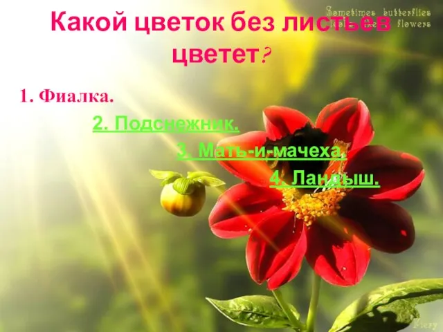 Какой цветок без листьев цветет? 1. Фиалка. 2. Подснежник. 3. Мать-и-мачеха. 4. Ландыш.