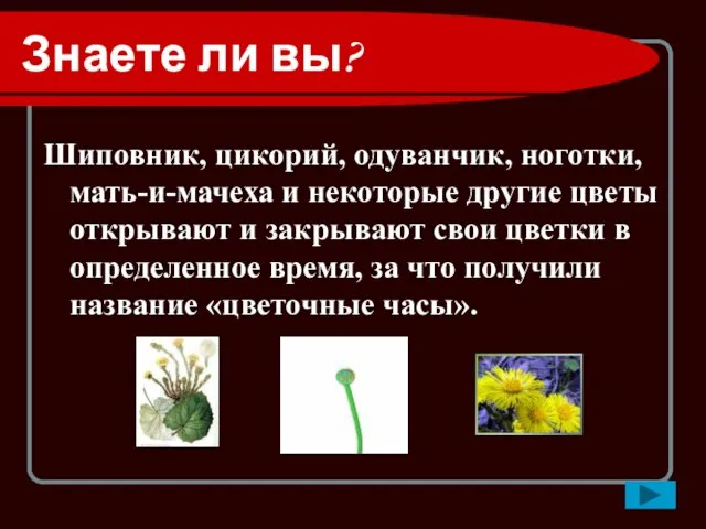 Знаете ли вы? Шиповник, цикорий, одуванчик, ноготки, мать-и-мачеха и некоторые другие цветы