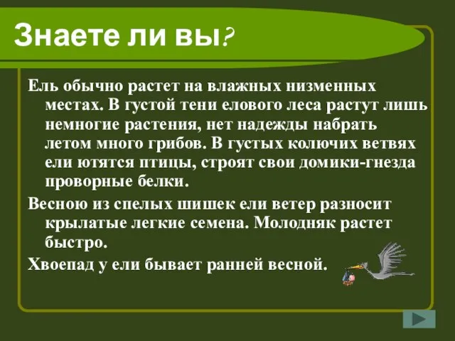 Знаете ли вы? Ель обычно растет на влажных низменных местах. В густой