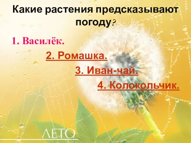 Какие растения предсказывают погоду? 1. Василёк. 2. Ромашка. 3. Иван-чай. 4. Колокольчик.