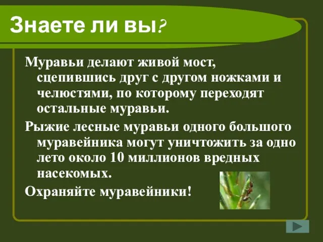 Знаете ли вы? Муравьи делают живой мост, сцепившись друг с другом ножками