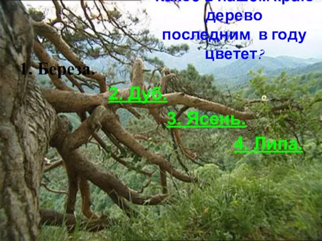 Какое в нашем краю дерево последним в году цветет? 1. Береза. 2.