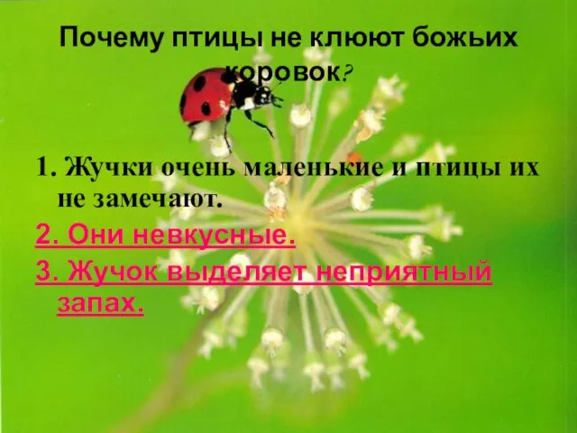 Почему птицы не клюют божьих коровок? 1. Жучки очень маленькие и птицы