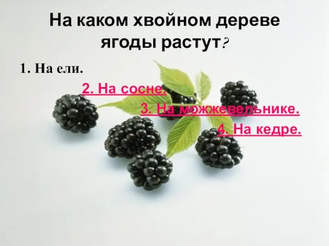 На каком хвойном дереве ягоды растут? 1. На ели. 2. На сосне.