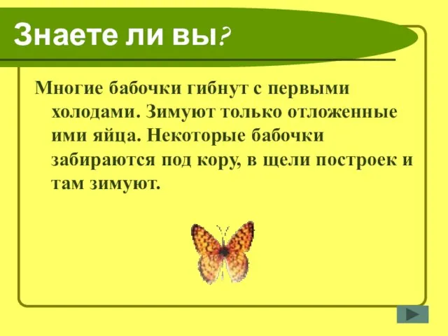 Знаете ли вы? Многие бабочки гибнут с первыми холодами. Зимуют только отложенные