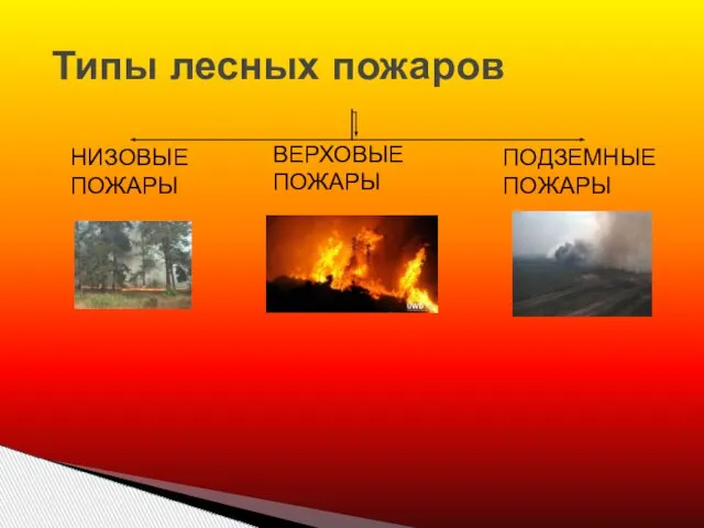 Типы лесных пожаров НИЗОВЫЕ ПОЖАРЫ ВЕРХОВЫЕ ПОЖАРЫ ПОДЗЕМНЫЕ ПОЖАРЫ